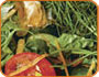 Green/Yard Waste
